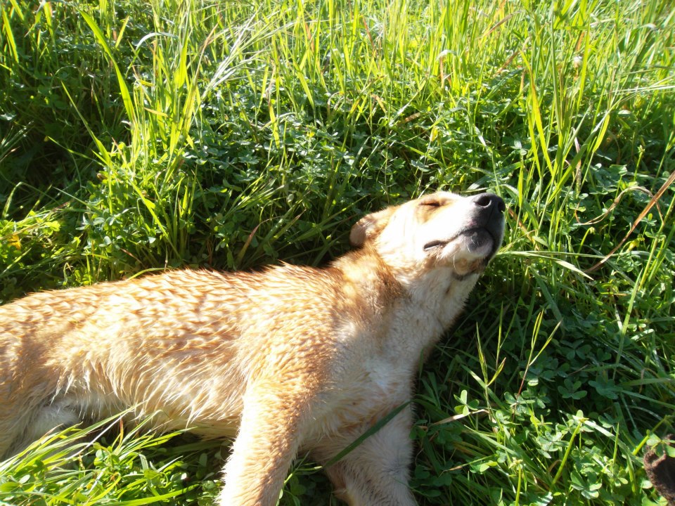  La storia di Omar, un cane travolto da un’auto: dai volontari Enpa una gara di solidarietà per salvarlo