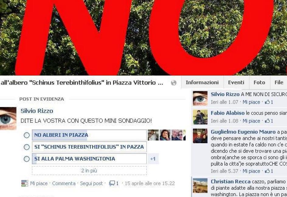  L’albero del mastice in piazza infiamma Facebook: i cittadini si sentono esclusi dalla scelta