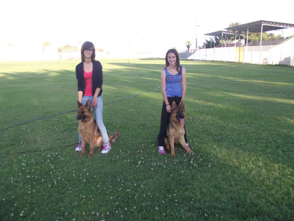  Il cane più bello si decide a Modena: le santacrocesi Occhipinti e Tidona guidano i pastori tedeschi