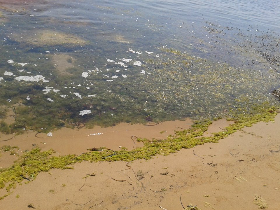  Anticaglie, la spiaggia è infestata da alghe e cattivo odore: il racconto di una residente FOTO