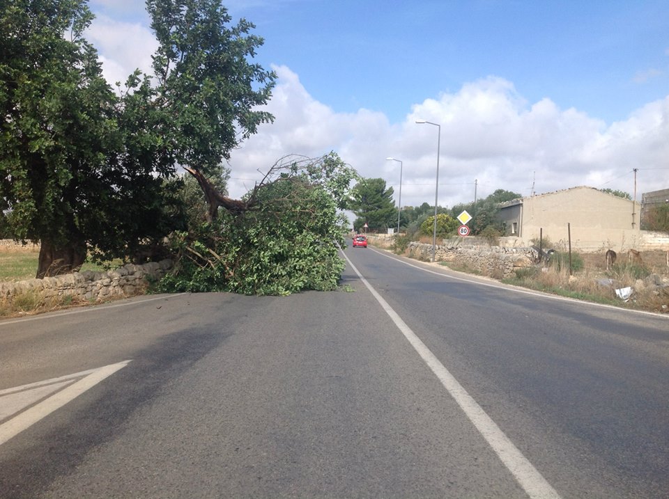  Un albero di carrubo crolla sulla SP 25, in contrada Grassullo: ostruito il passaggio dei veicoli