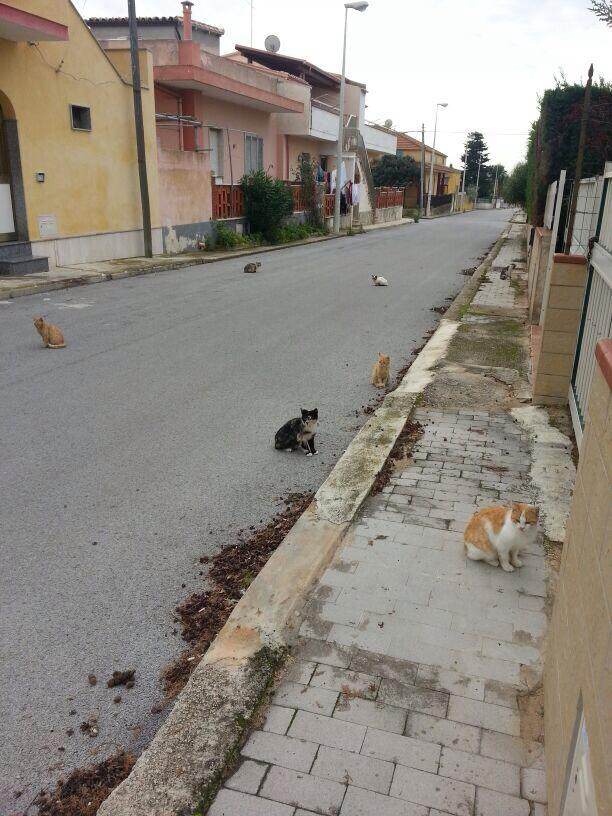  Casuzze presa di mira da gatti e… topi d’appartamento. I residenti inferociti: “Politica assente”