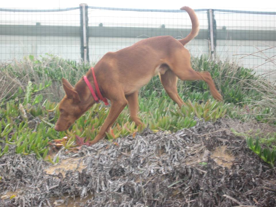  SMARRITOSI CANE NELLA RISERVA DI RANDELLO: CHI LO TROVASSE PUO’ SEGNALARLO ALLA NOSTRA REDAZIONE