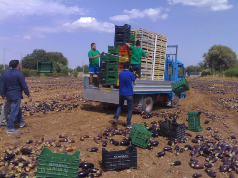  Mercato ortofrutticolo, tutti i prodotti sotto l’euro al chilo: le melanzane calpestate dai trattori