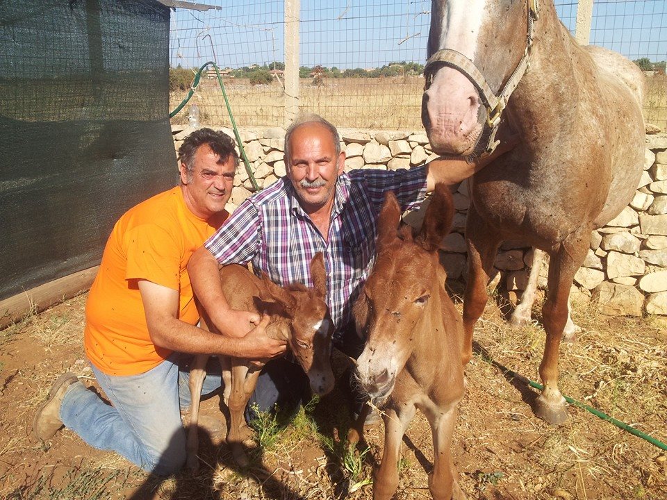  C.da Biddemi, nascono due muli con parto gemellare al ranch Seaj: “E’ un fatto più unico che raro”