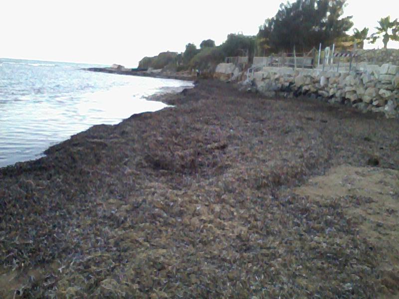  Alghe in putrefazione fra Punta Secca e Caucana: “Disgustati dall’indifferenza di chi amministra”
