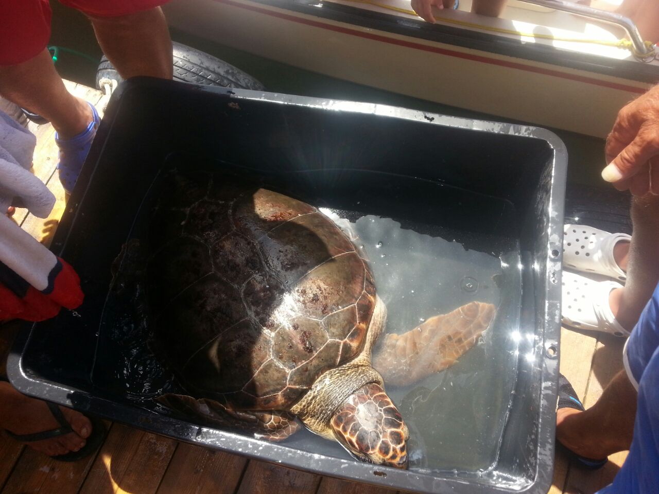  P.Secca, ritrovata a 7 miglia dalla costa una tartaruga gigante: è una caretta-caretta di 60 chili FOTO
