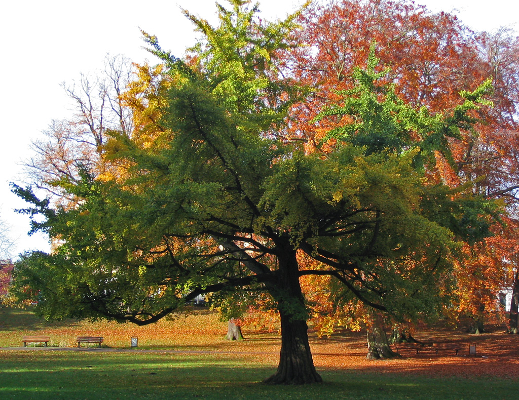  Seconda puntata della nostra rubrica di Medicina Naturale: tutte le funzioni del Gingko biloba