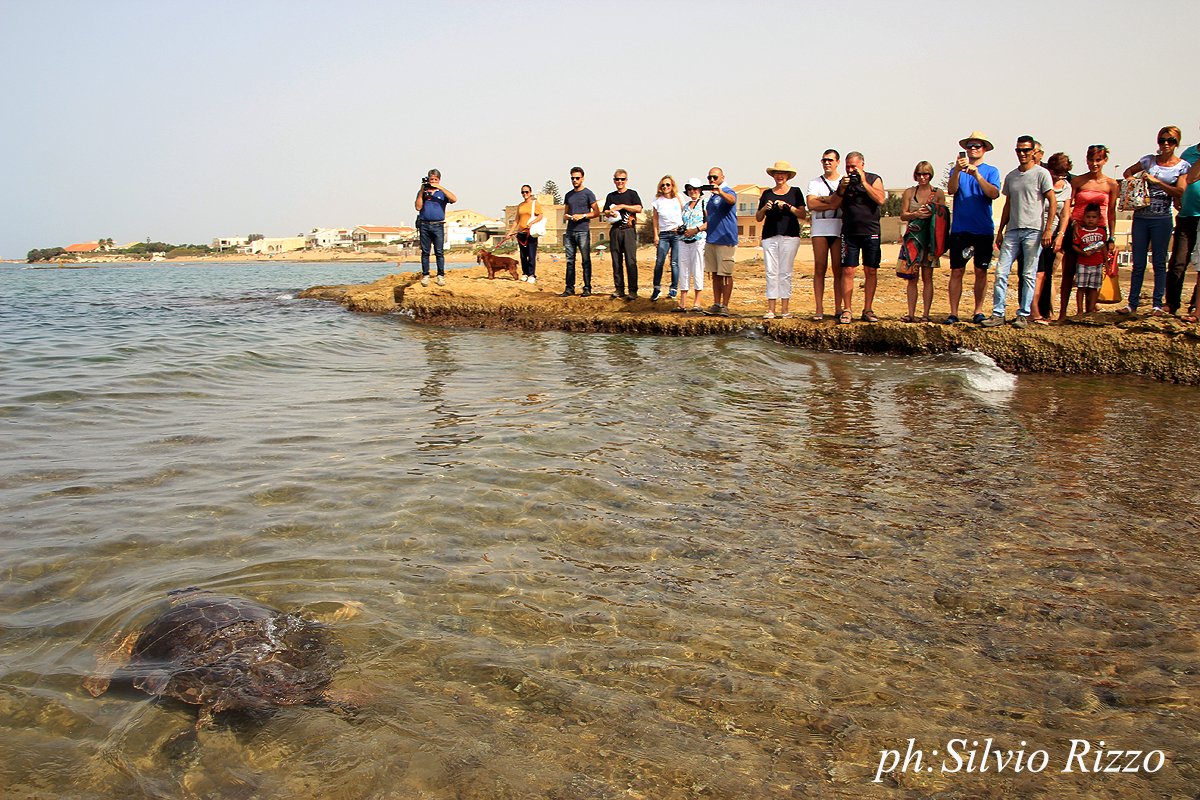  La tartaruga Caretta Caretta torna in acqua dopo le cure: entusiasmo delle scolaresche a P.Secca FOTO