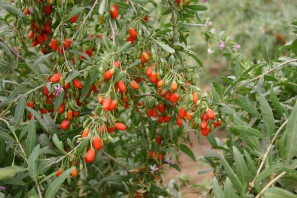  Terza puntata della rubrica di Medicina Naturale: quello che c’è da sapere sulle Bacche di Goji