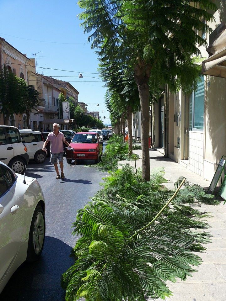  Potatura degli alberi in via Roma: i rami e le foglie invadono la carreggiata, il traffico va in tilt