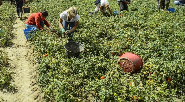  Novità dall’Espresso sulle donne sfruttate nei campi. E la Provincia si mobilita con la solidarietà