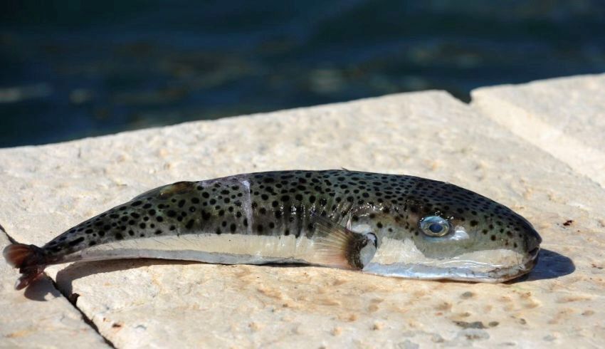  Pozzallo, pescato un pesce palla velenoso: può provocare la morte