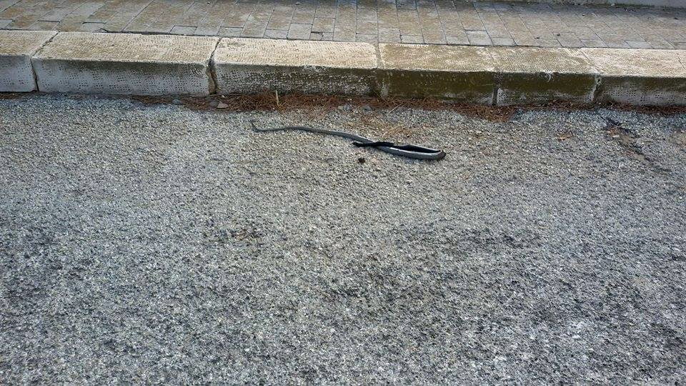  Serpente morto da venerdì sera in via Buonarroti: denuncia dei residenti
