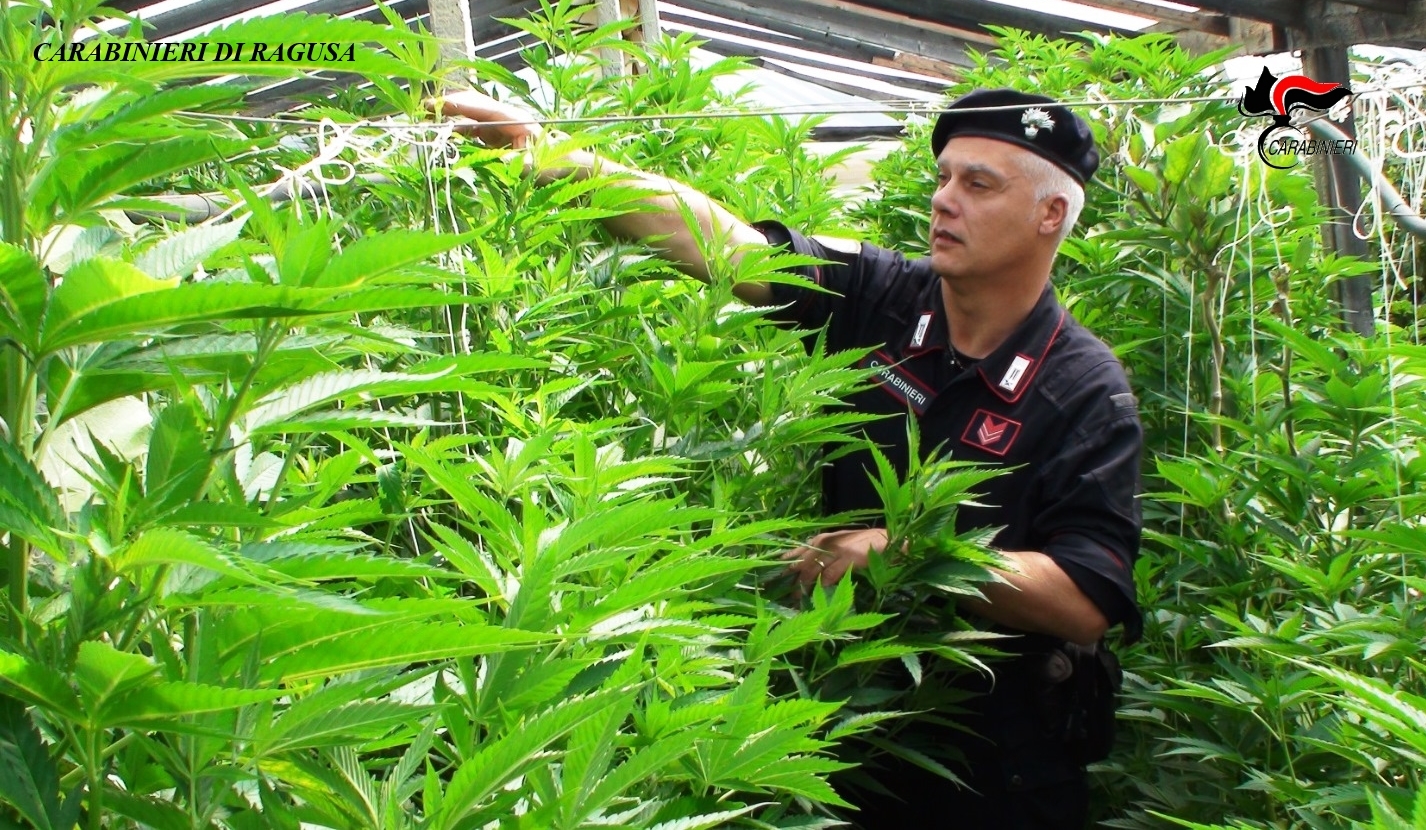  Sequestro record di cannabis nelle campagne di S.Croce: arrestato 37enne
