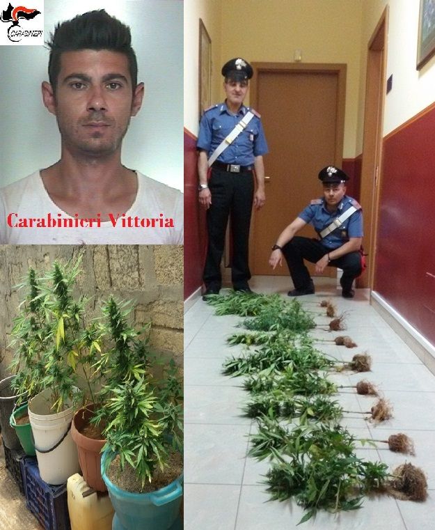 Acate – Coltiva dieci piante di marijuana sul terrazzo di casa, arrestato un giovane classe ’85