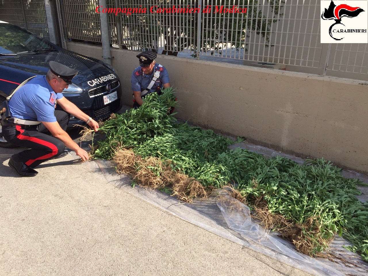  Ispica: scoperte 200 piante di cannabis coltivate all’interno di una serra VIDEO