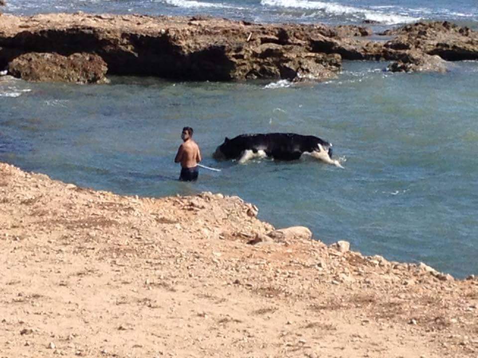  Punta di Mola – Trovata in mare dalla Protezione Civile una carcassa di bovino