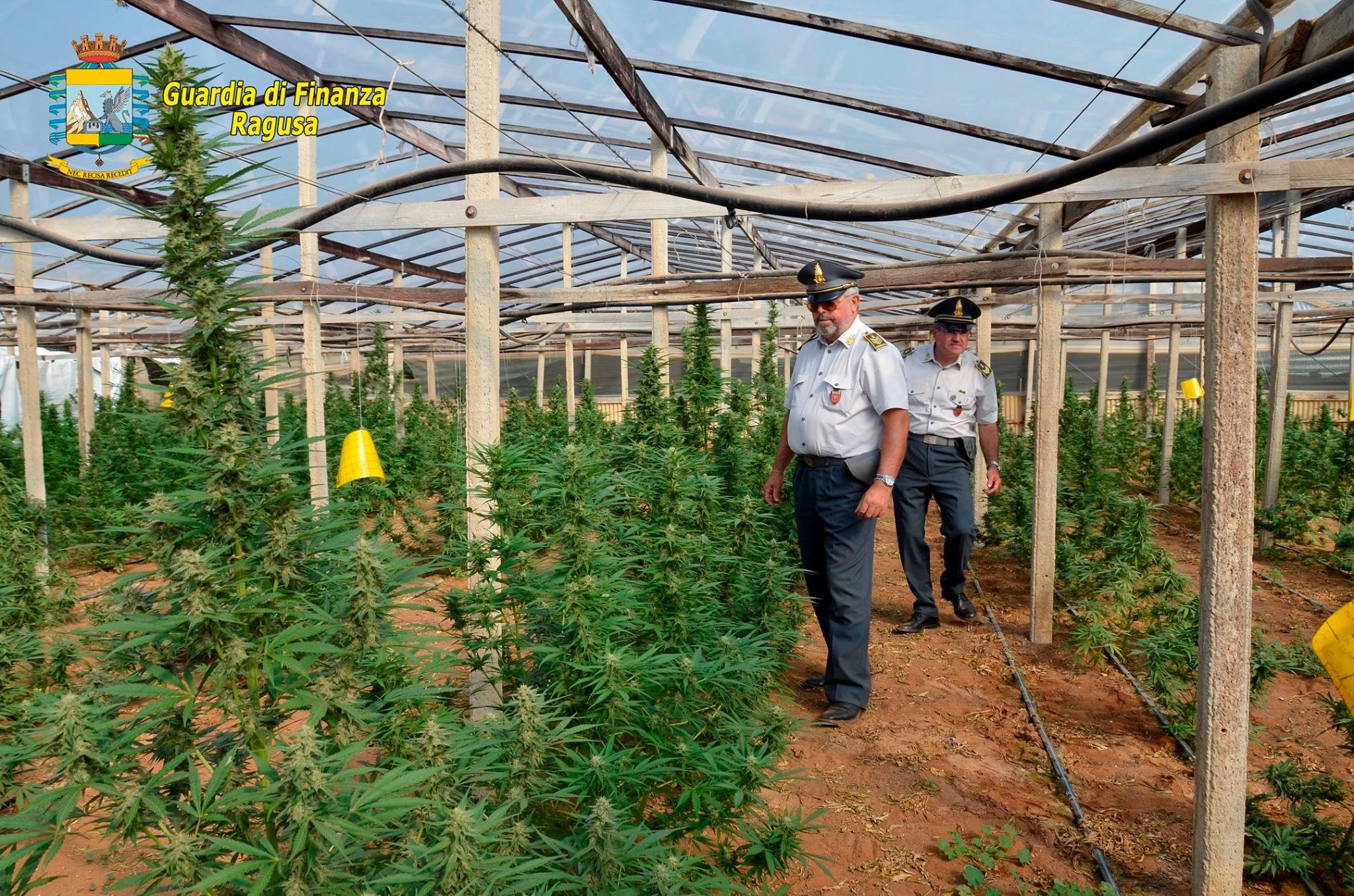  Vittoria – Sequestrata piantagione di cannabis di 6000 metri quadri: tre arresti in flagranza