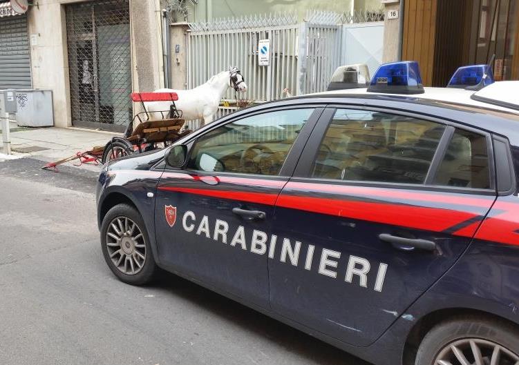  Scicli, cavallo impazzito danneggia alcune auto: indagine dei carabinieri