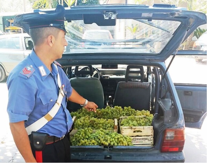  Chiaramonte: ruba 500 chili d’uva da tavola, uomo finisce ai domiciliari