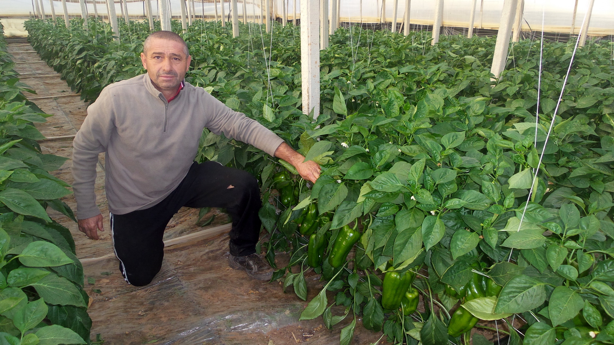  È codice Rosso, crollano i prezzi nei mercati, le imprese agricole a rischio chiusura