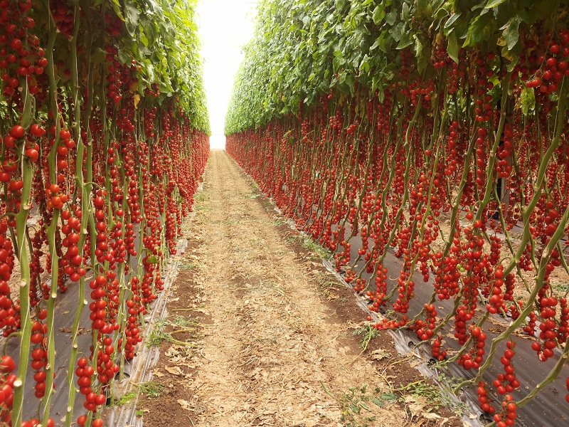  Agricoltura, accordo UE-Marocco: no alle clausole di salvaguardia