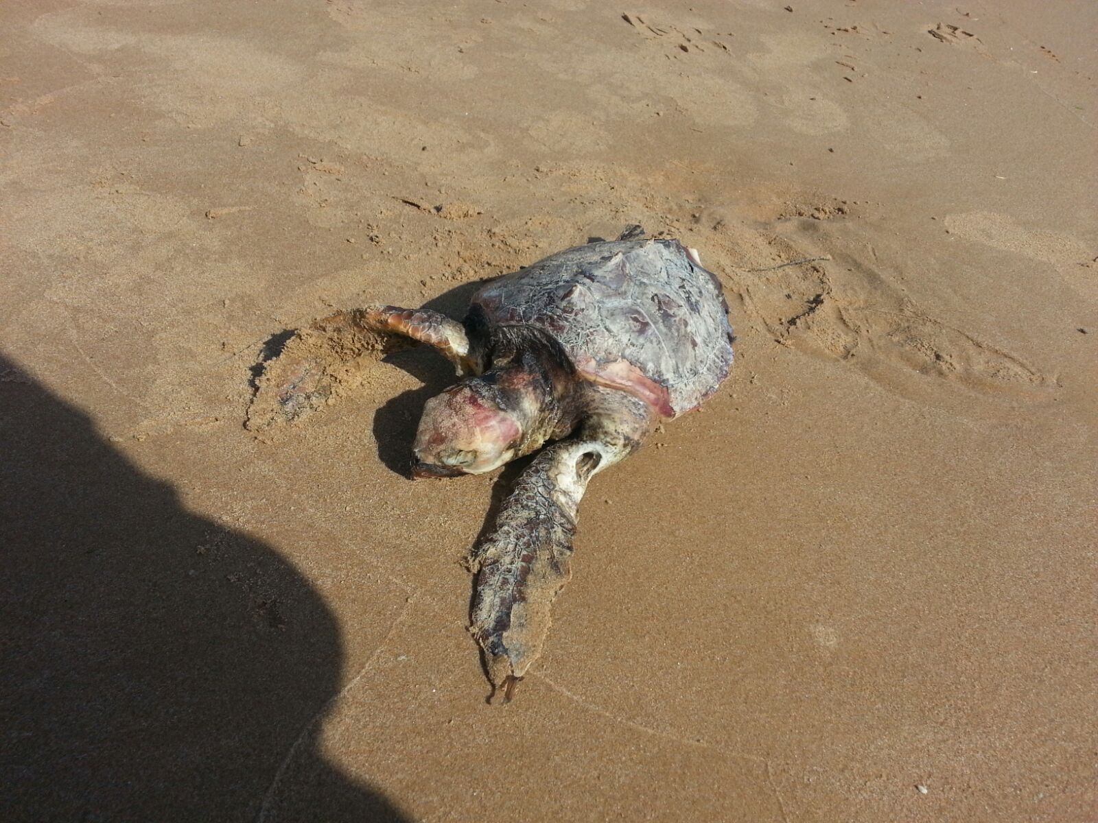  Punta Secca, una tartaruga “Caretta caretta” trovata morta sulla spiaggia