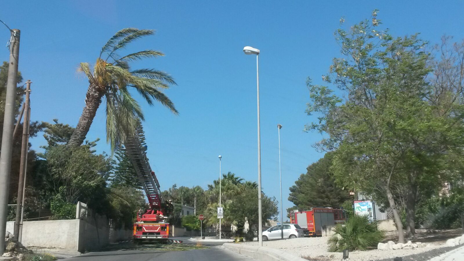  Il vento piega un albero in via Psaumide: intervengono i vigili del Fuoco