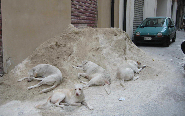  Ispica – Donna aggredita e ferita al volto da un branco di pericolosi cani randagi