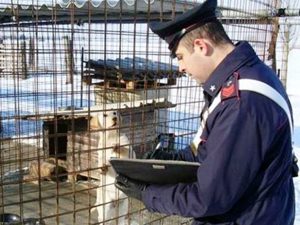  Ragusa – Ragazzino azzannato al volto da un cane in un parco pubblico, intervengono i carabinieri