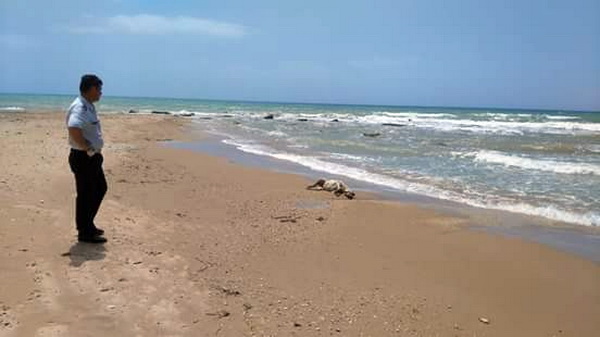  Caucana, rinvenuta carcassa di animale sulla spiaggia delle Anticaglie