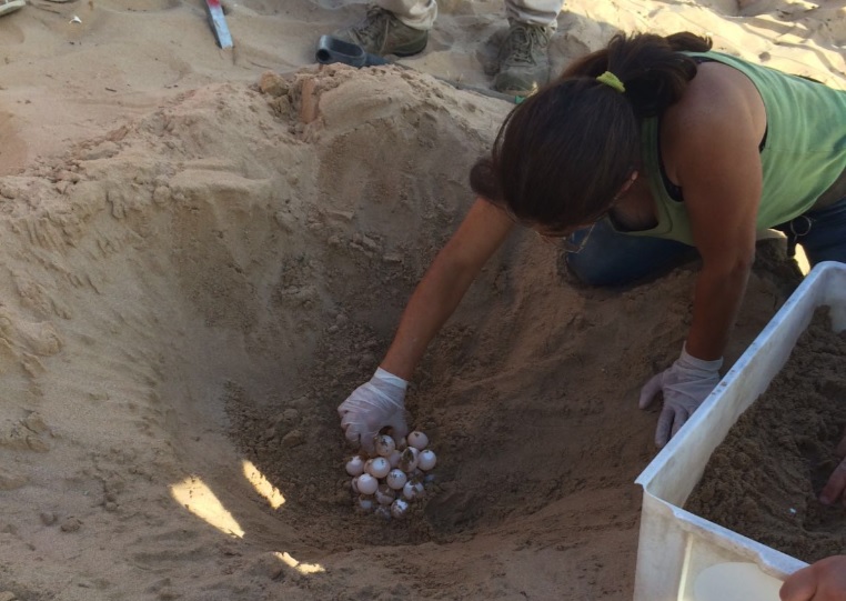  Tarty, le 54 uova sono al sicuro: il nido spostato in mezzo alla spiaggia FOTO