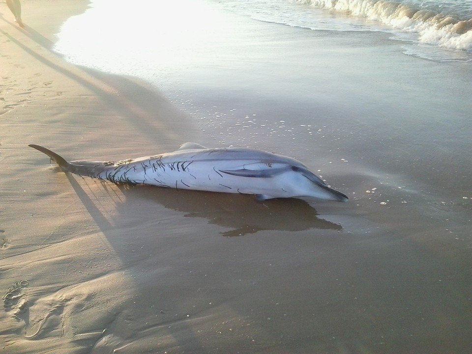  Caucana, trovato un delfino morto sulla spiaggia del Circolo Velico