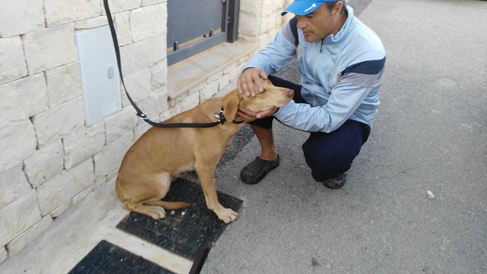  Cani randagi spariti dalla periferia, Senatore (Enpa): “Allarmismo inutile”