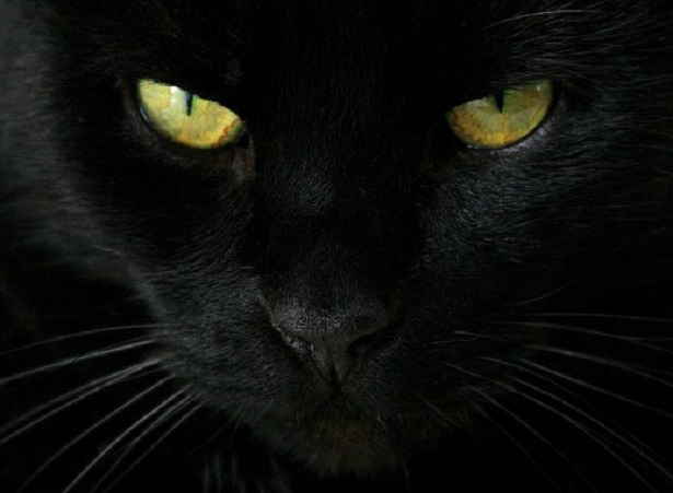  Ragusa – Halloween a rischio per i gatti neri: Earth istituisce task force su tutto il territorio