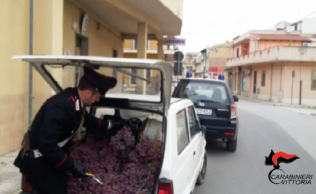  Acate – Controllo delle aree rurali: sorpreso con 300 chili d’uva rubata, arrestato pregiudicato