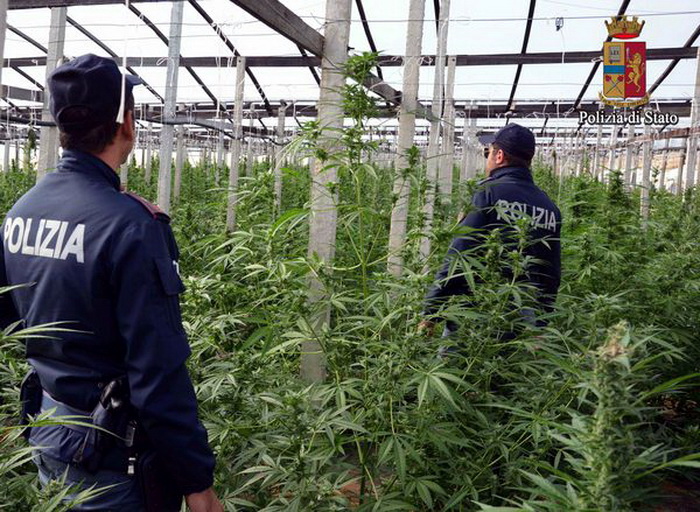 Acate – La polizia sequestra 4500 kg di cannabis indica e arresta un 57enne