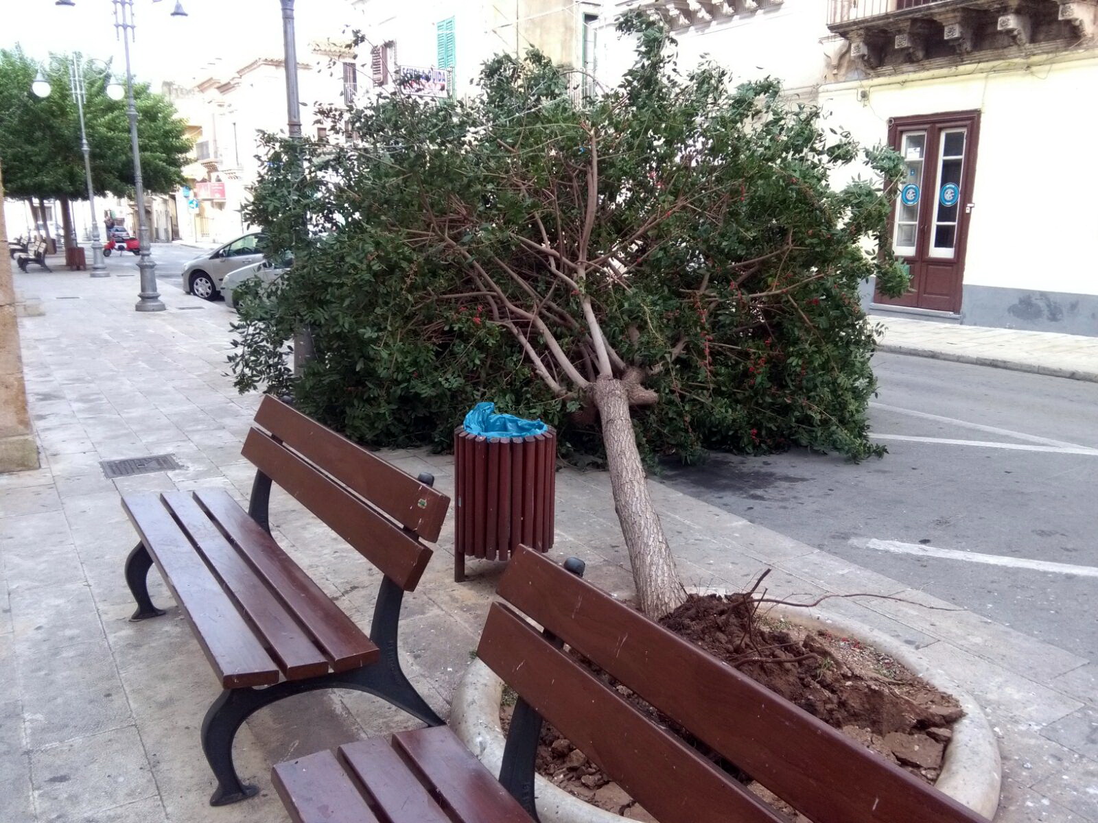  Il vento sradica un albero in piazza Vittorio Emanuele: zona chiusa al traffico