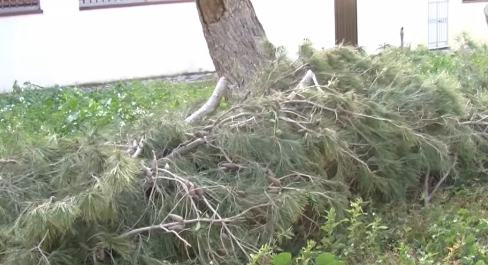  Caucana, crolla albero per il maltempo. I residenti: “Mettere area in sicurezza”