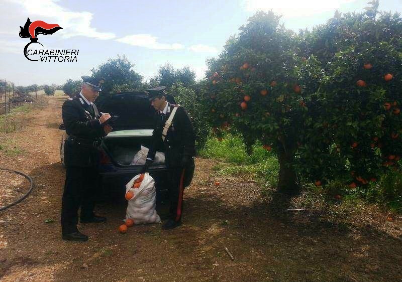  Vittoria – Controllo delle aree rurali: sorpreso con 200 chili di arance rubate, arrestato un 40enne