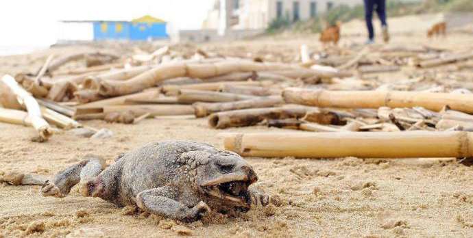  Punta Secca, un rospo pietrificato dal sale sulla spiaggia di Montalbano