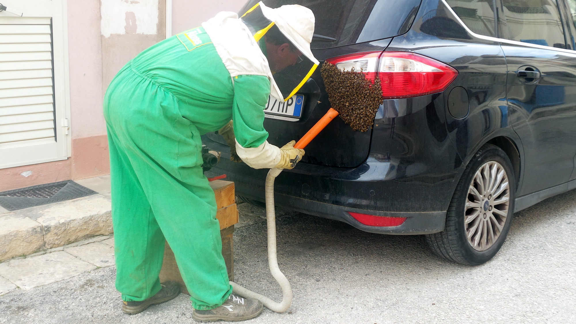  Ospiti a sorpresa sul retro dell’auto: sciame d’api messo in salvo dagli esperti