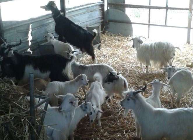  Ragusa – Controlli in un’azienda zootecnica di San Giacomo: sequestrati 200 capi di bestiame