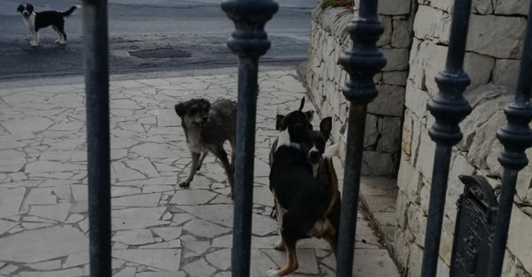  Cani randagi, paura in via Fleming. Pluchino: “Non possiamo uscire di casa”