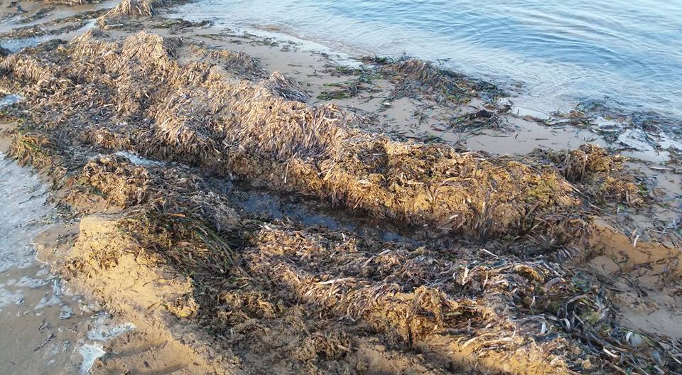  L’estate “precaria” di Torre di Mezzo: l’oasi e il bagnasciuga fra alghe e rifiuti