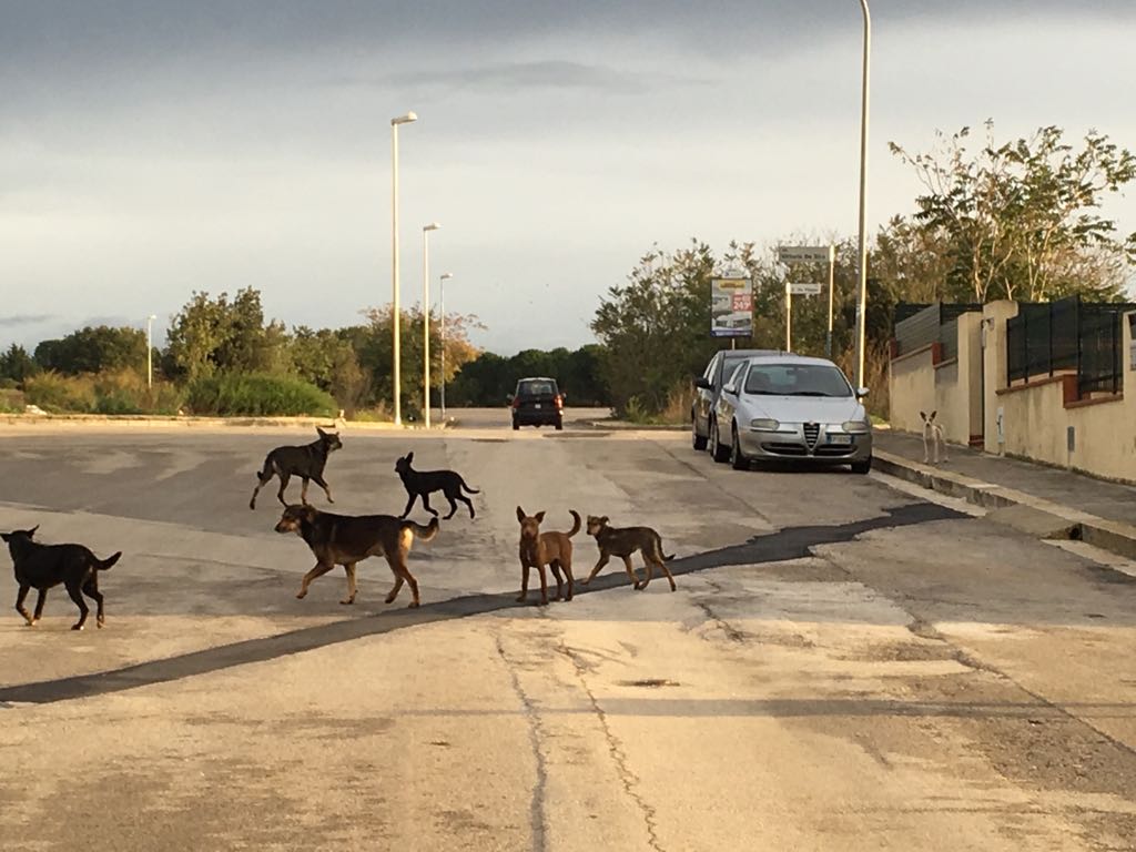  Ragusa – Nota del gruppo Partecipiamo: “In città i branchi di randagi si moltiplicano”