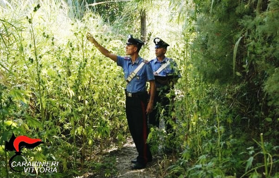  Vittoria – Vasta piantagione di marijuana sequestrata dai carabinieri