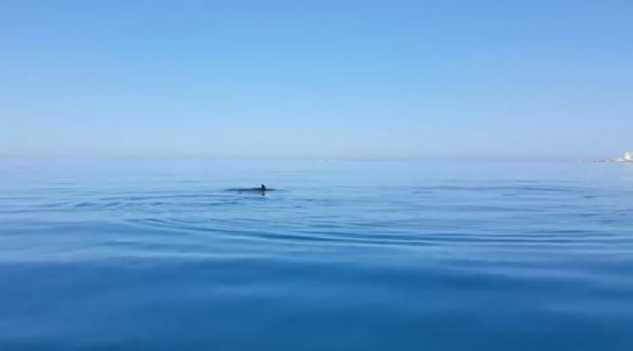  Spettacolo in mare aperto: due delfini nuotano fra P.Secca e Caucana VIDEO