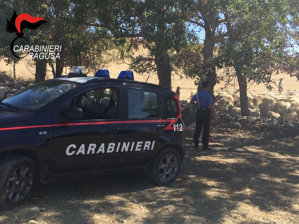  Giarratana – Rinvenuto dai Carabinieri intero gregge di animali appena asportato